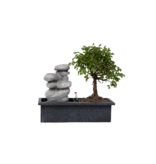 Bonsai met waterval - Bonsai - Hoogte 25-35cm - ⌀29cm