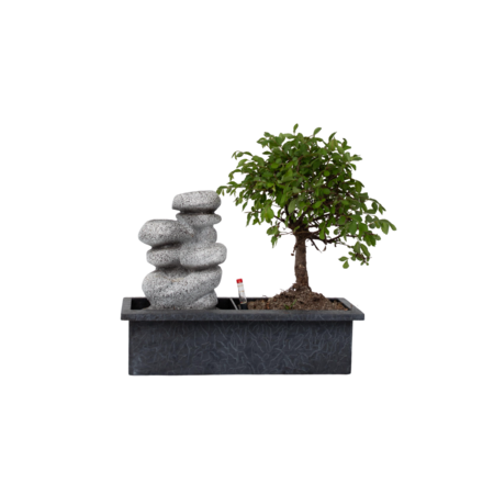 Bonsai met waterval - Bonsai - Hoogte 25-35cm - ⌀29cm