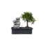 Bonsai met waterval - Bonsai - Hoogte 25-35cm - ⌀29cm