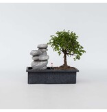 Bonsai met waterval - Bonsai - Hoogte 25-35cm - ⌀29cm