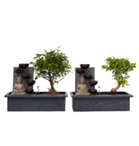 Bonsai met Buddha - Set van 2 - Bonsai - Hoogte 25-35cm - ⌀29cm