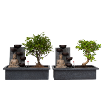 Bonsai met Buddha - Set van 2 - Bonsai - Hoogte 25-35cm - ⌀29cm