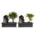 Bonsai met Buddha - Set van 2 - Bonsai - Hoogte 25-35cm - ⌀29cm