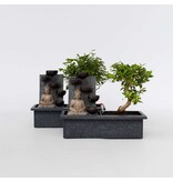 Bonsai met Buddha - Set van 2 - Bonsai - Hoogte 25-35cm - ⌀29cm