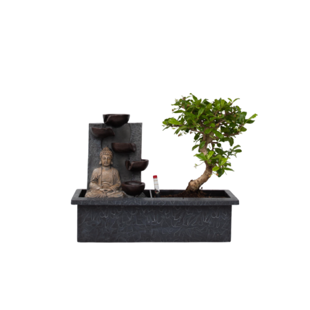 Bonsai met Buddha - Bonsai - Hoogte 25-35cm - ⌀29cm