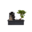 Bonsai met Buddha - Bonsai - Hoogte 25-35cm - ⌀29cm