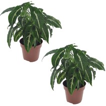 Pijlplant - Set van 2 - Syngonium 'Wendlandii' - Hoogte 20-30cm - ⌀12cm