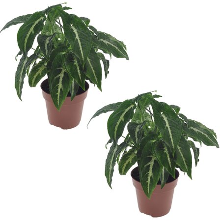 Pijlplant - Set van 2 - Syngonium 'Wendlandii' - Hoogte 20-30cm - ⌀12cm