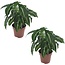Pijlplant - Set van 2 - Syngonium 'Wendlandii' - Hoogte 20-30cm - ⌀12cm