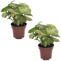 Pijlplant - Set van 2 - Syngonium 'Milk Confetti' - Hoogte 20-30cm - ⌀12cm
