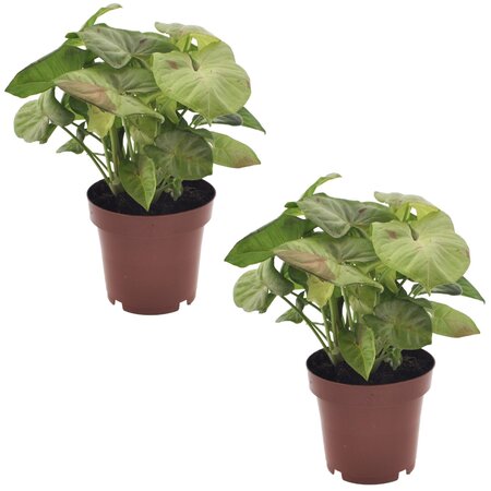 Pijlplant - Set van 2 - Syngonium 'Milk Confetti' - Hoogte 20-30cm - ⌀12cm