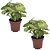 Pijlplant - Set van 2 - Syngonium 'Milk Confetti' - Hoogte 20-30cm - ⌀12cm