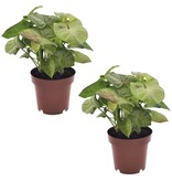 Pijlplant - Set van 2 - Syngonium 'Milk Confetti' - Hoogte 20-30cm - ⌀12cm
