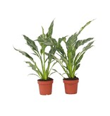 Lepelplant - Set van 2 - Spathiphyllum 'Diamond' - Hoogte 40-50cm - ⌀12cm