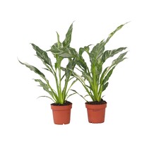 Lepelplant - Set van 2 - Spathiphyllum 'Diamond' - Hoogte 40-50cm - ⌀12cm