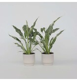 Lepelplant - Set van 2 - Spathiphyllum 'Diamond' - Hoogte 40-50cm - ⌀12cm