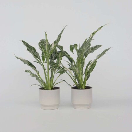 Lepelplant - Set van 2 - Spathiphyllum 'Diamond' - Hoogte 40-50cm - ⌀12cm
