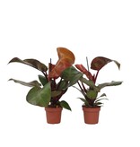 Philodendron - Set van 2 - Philodendron 'Sun Light' - Hoogte 20-30cm - ⌀12cm