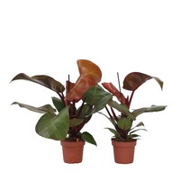 Philodendron - Set van 2 - Philodendron 'Sun Light' - Hoogte 20-30cm - ⌀12cm