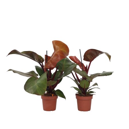 Philodendron - Set van 2 - Philodendron 'Sun Light' - Hoogte 20-30cm - ⌀12cm