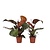 Philodendron - Set van 2 - Philodendron 'Sun Light' - Hoogte 20-30cm - ⌀12cm