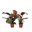 Philodendron - Set van 2 - Philodendron 'Sun Light' - Hoogte 20-30cm - ⌀12cm