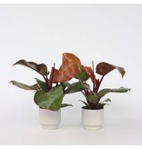 Philodendron - Set van 2 - Philodendron 'Sun Light' - Hoogte 20-30cm - ⌀12cm