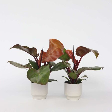 Philodendron - Set van 2 - Philodendron 'Sun Light' - Hoogte 20-30cm - ⌀12cm