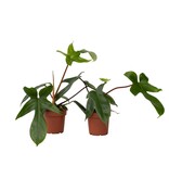 Philodendron - Set van 2 - Philodendron 'Florida Green' - Hoogte 20-30cm - ⌀12cm