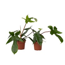 Philodendron - Set van 2 - Philodendron 'Florida Green' - Hoogte 20-30cm - ⌀12cm