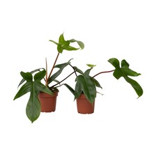 Philodendron - Set van 2 - Philodendron 'Florida Green' - Hoogte 20-30cm - ⌀12cm