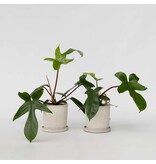 Philodendron - Set van 2 - Philodendron 'Florida Green' - Hoogte 20-30cm - ⌀12cm