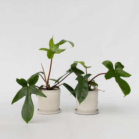 Philodendron - Set van 2 - Philodendron 'Florida Green' - Hoogte 20-30cm - ⌀12cm