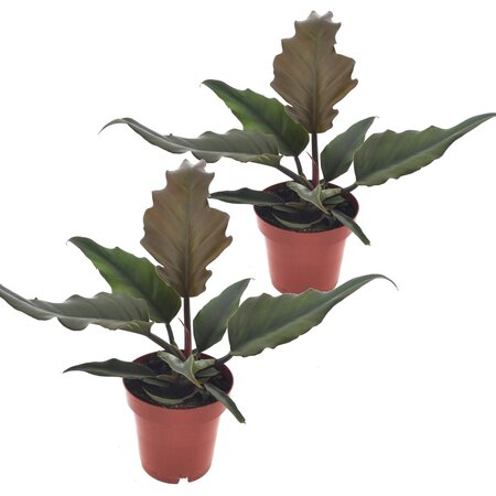 Karamelplant - Set van 2 - Philodendron 'Caramel' - Hoogte 25-35cm - ⌀12cm