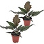 Karamelplant - Set van 2 - Philodendron 'Caramel' - Hoogte 25-35cm - ⌀12cm