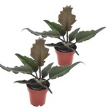 Karamelplant - Set van 2 - Philodendron 'Caramel' - Hoogte 25-35cm - ⌀12cm