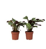 Gebedsplant - Set van 2 - Ctenanthe 'Amagris' - Hoogte 20-30cm - ⌀12cm