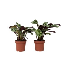 Gebedsplant - Set van 2 - Ctenanthe 'Amagris' - Hoogte 20-30cm - ⌀12cm
