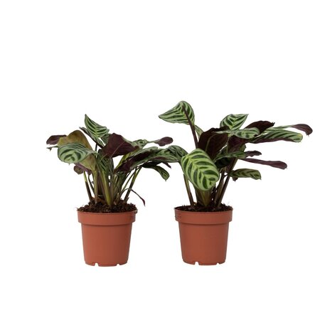 Gebedsplant - Set van 2 - Ctenanthe 'Amagris' - Hoogte 20-30cm - ⌀12cm