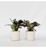 Gebedsplant - Set van 2 - Ctenanthe 'Amagris' - Hoogte 20-30cm - ⌀12cm