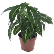 Pijlplant - Syngonium 'Wendlandii' - Hoogte 20-30cm - ⌀12cm