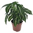 Pijlplant - Syngonium 'Wendlandii' - Hoogte 20-30cm - ⌀12cm