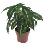 Pijlplant - Syngonium 'Wendlandii' - Hoogte 20-30cm - ⌀12cm