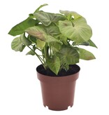 Pijlplant - Syngonium 'Milk Confetti' - Hoogte 20-30cm - ⌀12cm