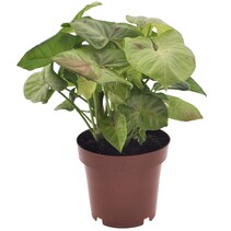 Pijlplant - Syngonium 'Milk Confetti' - Hoogte 20-30cm - ⌀12cm