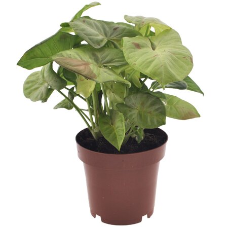 Pijlplant - Syngonium 'Milk Confetti' - Hoogte 20-30cm - ⌀12cm