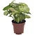 Pijlplant - Syngonium 'Milk Confetti' - Hoogte 20-30cm - ⌀12cm