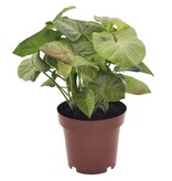 Pijlplant - Syngonium 'Milk Confetti' - Hoogte 20-30cm - ⌀12cm
