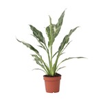 Lepelplant - Spathiphyllum 'Diamond' - Hoogte 40-50cm - ⌀12cm
