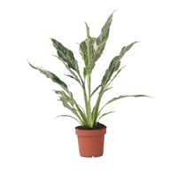 Lepelplant - Spathiphyllum 'Diamond' - Hoogte 40-50cm - ⌀12cm